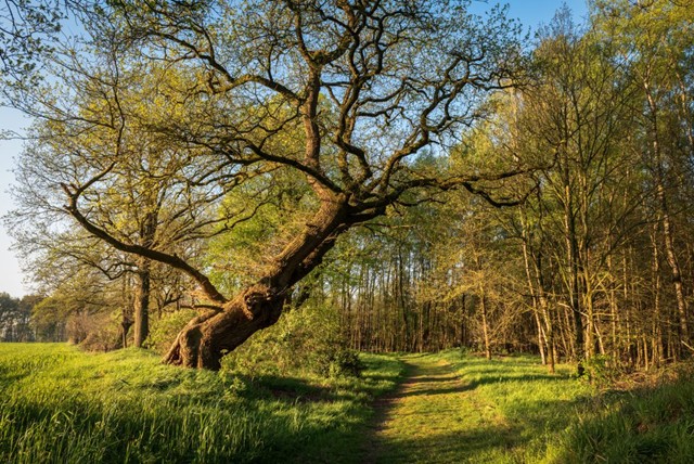 landgoed de grote scheere