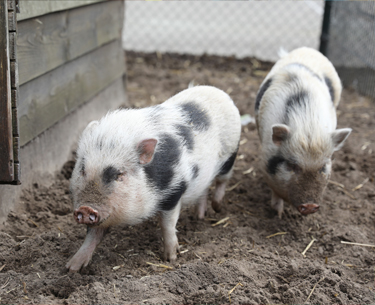 kinderboerderij